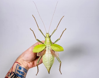 Giant stick insect for artwork Heteropteryx dilatata