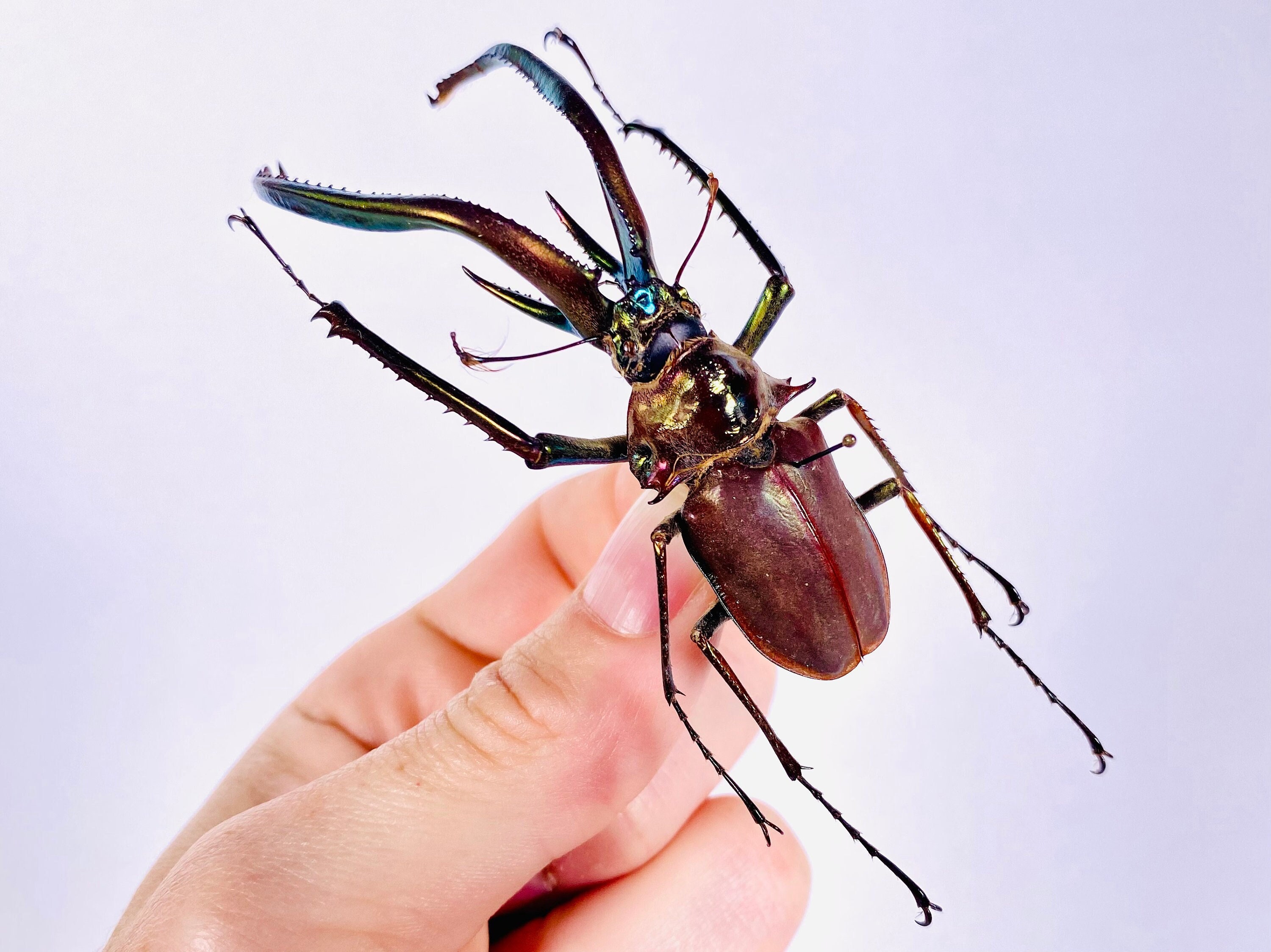 メキシコ産　キシメカタテヅノカブト　35mm メキシコ産 キシメカタテヅノカブト 35mm <0729z昆虫標本> 楽天