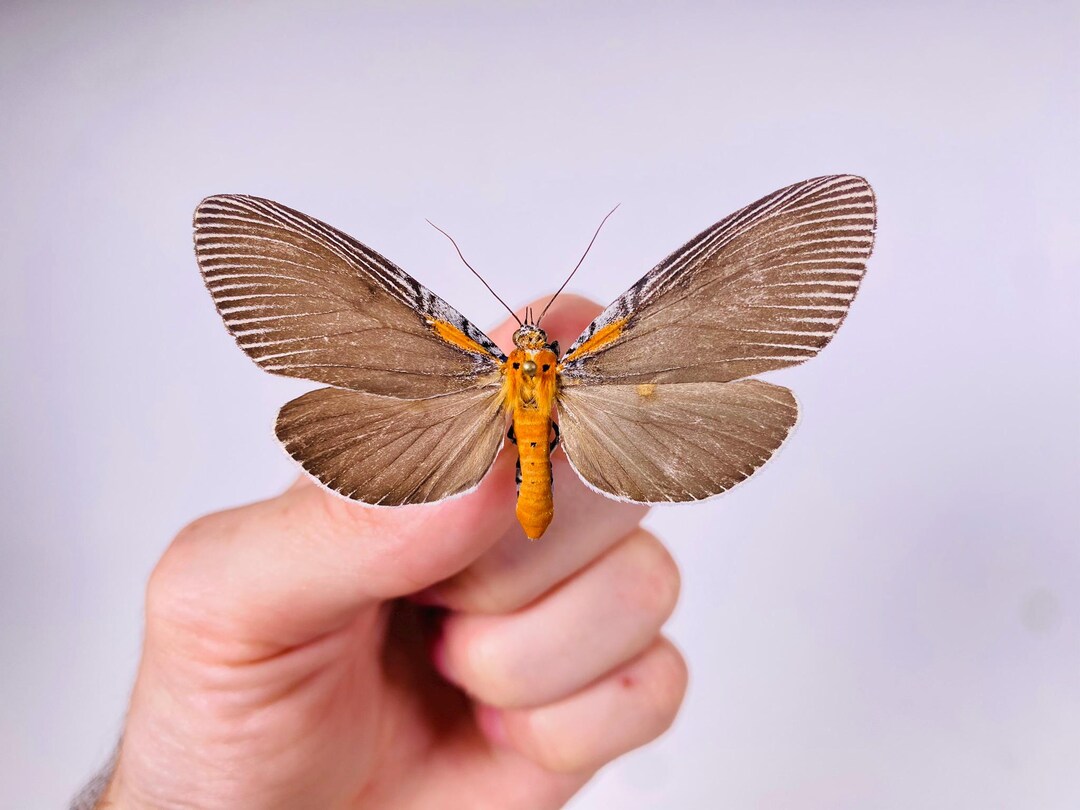 Papillon Neochera Marmorea Non Monté Pour œuvre D'art Sur Les Insectes ...