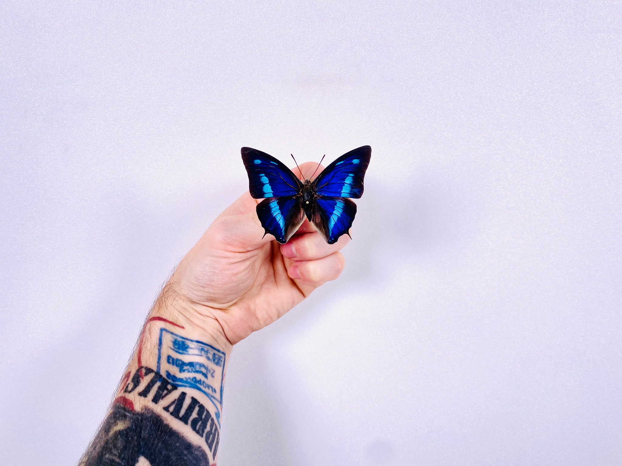 Anaea cyanea Perú (PE) - Capturada en estado salvaje - Mariposa cielo azul  sin montar para proyectos de arte de insectos, colección de mariposas o  taxidermia. - Etsy México, image size:2048x1536