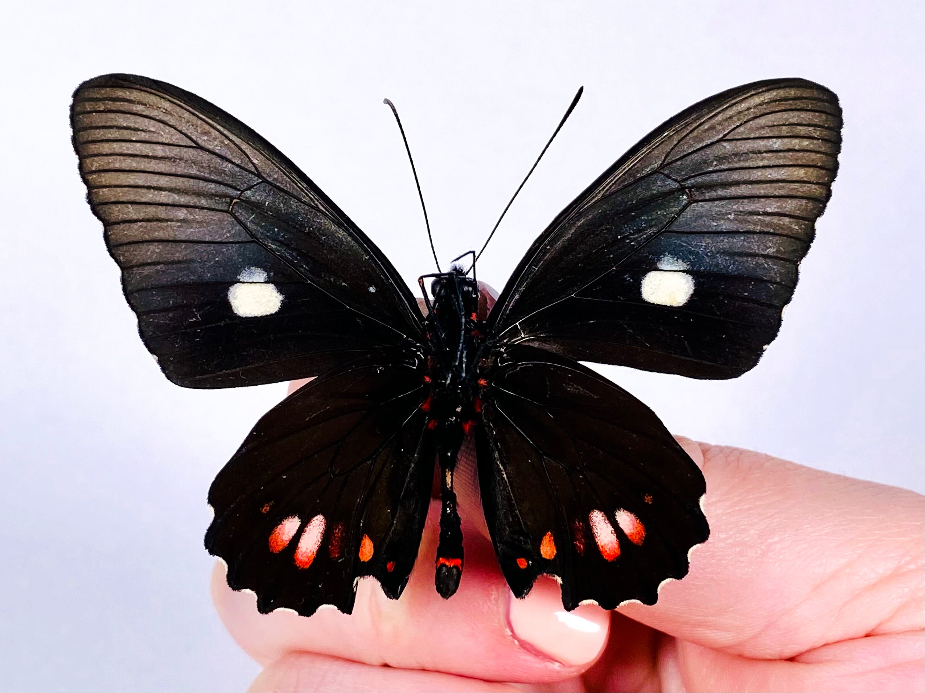 Parides erlaces Peru - PE 本物の乾燥した蝶の昆虫、アート作品の剥製