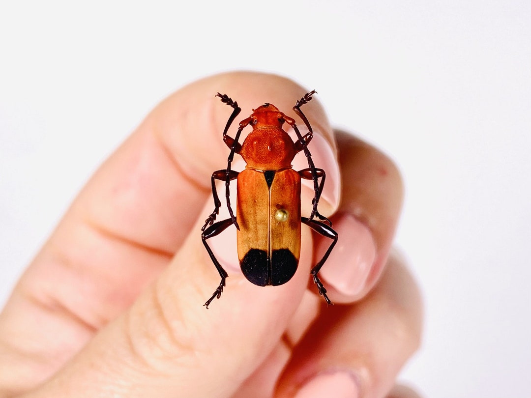 Most Expensive Stink Bug Price Animal Crossing Buy Red Orange