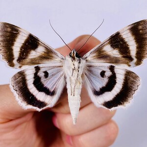 Catocala relicta real moth butterfly unmounted for artwork taxidermy art project insect collection image 6