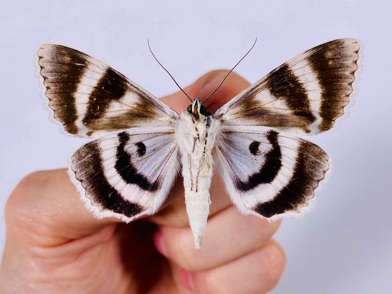 Catocala relicta real moth butterfly unmounted for artwork taxidermy art project insect collection image 6