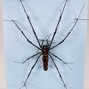 Araignée femelle nephila de haute qualité pour l'œuvre d'art Nephila pelipes or clavipes image 6
