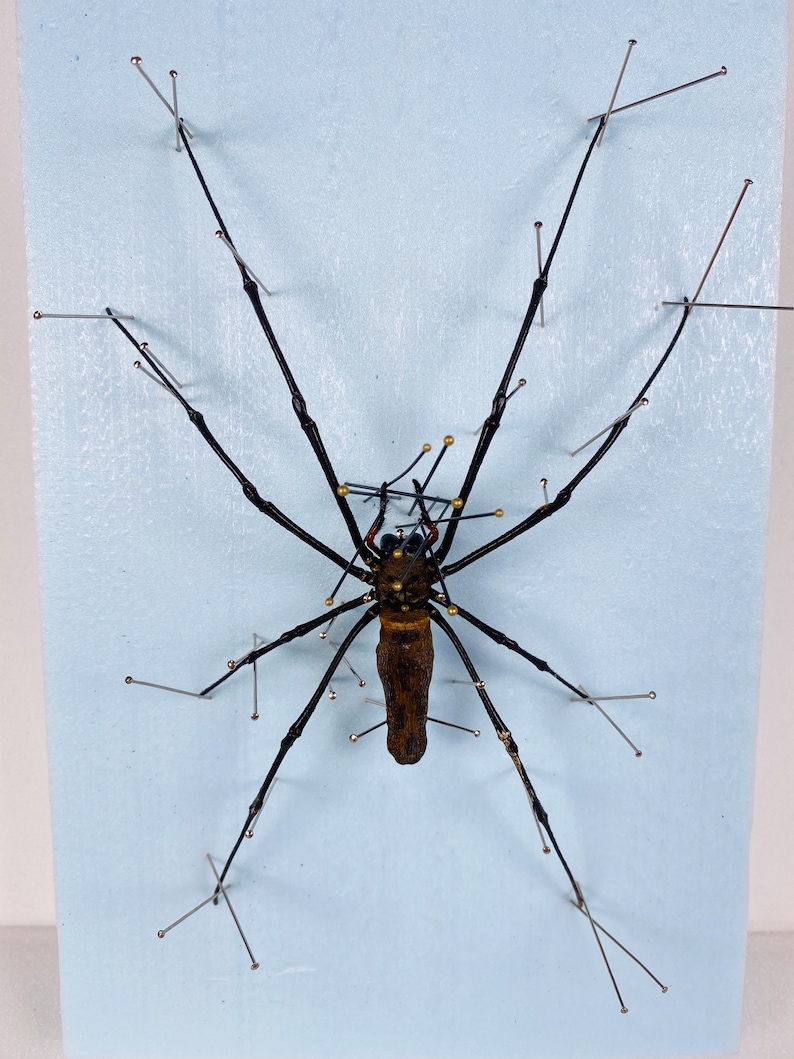 Araignée femelle nephila de haute qualité pour l'œuvre d'art Nephila pelipes or clavipes image 6