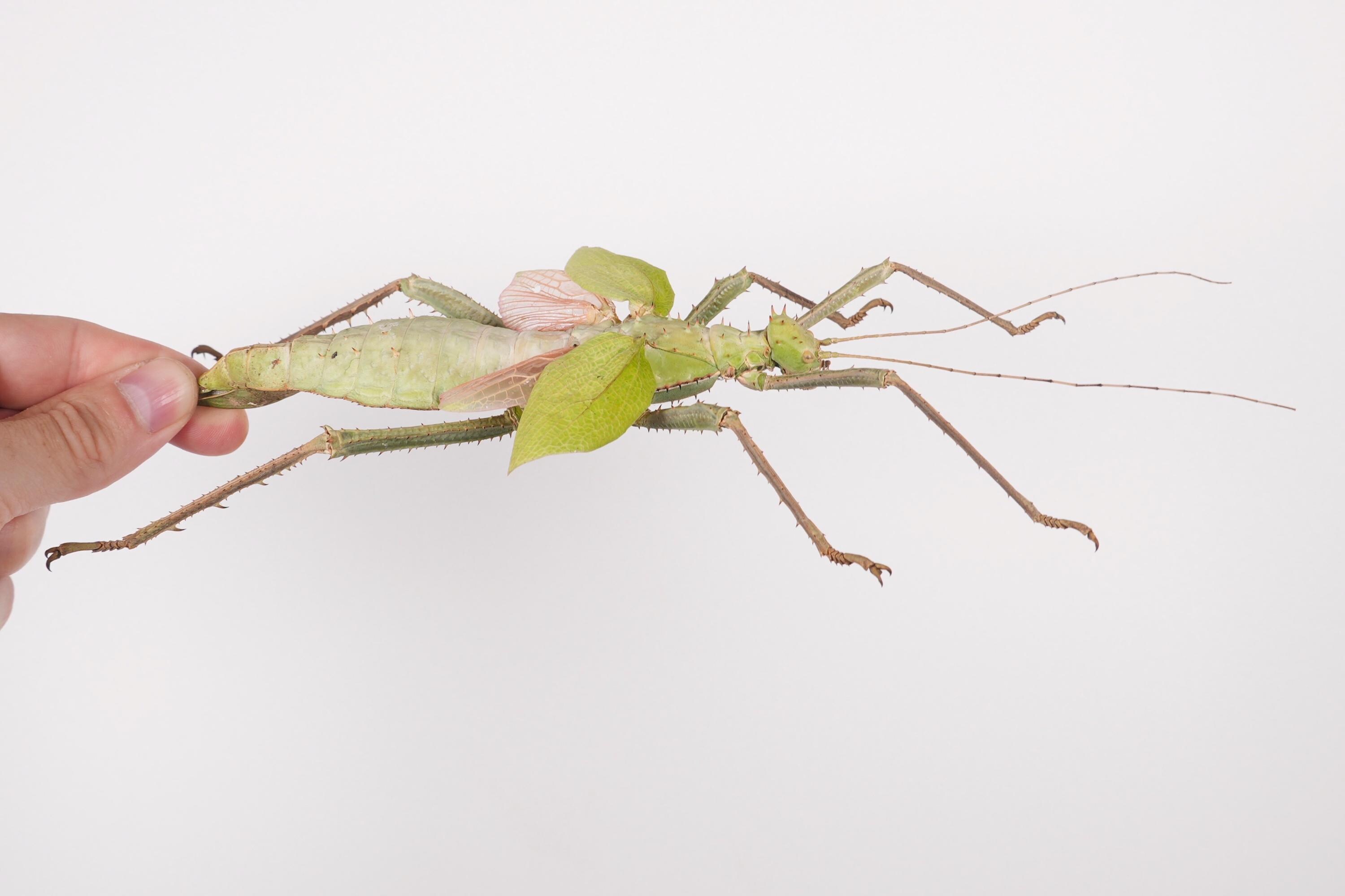 dilatata Heteropteryx 昆虫標本 マレーオオナナフシ 昆虫 #insectlovers#insectworld #山武市 #inohiro109 標本