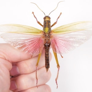 Chondracris rosea - Cricket - Unmounted insect