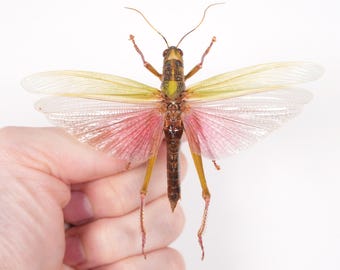 Sia ferox Indonesia (ID) - Pair of unmounted real cricket for