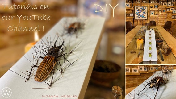 昆虫標本コレクション No.1 アフリカ編 標本 特大クビワオオツノ