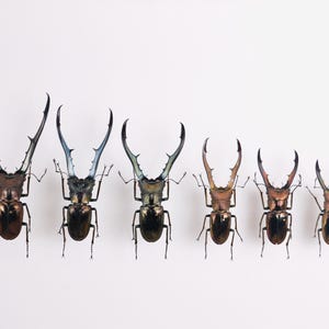 Véritable insecte coléoptère Cyclommatus metallifer finae ID pour projet d&#39;art sur les insectes, insecte non monté pour oeuvre de taxidermie