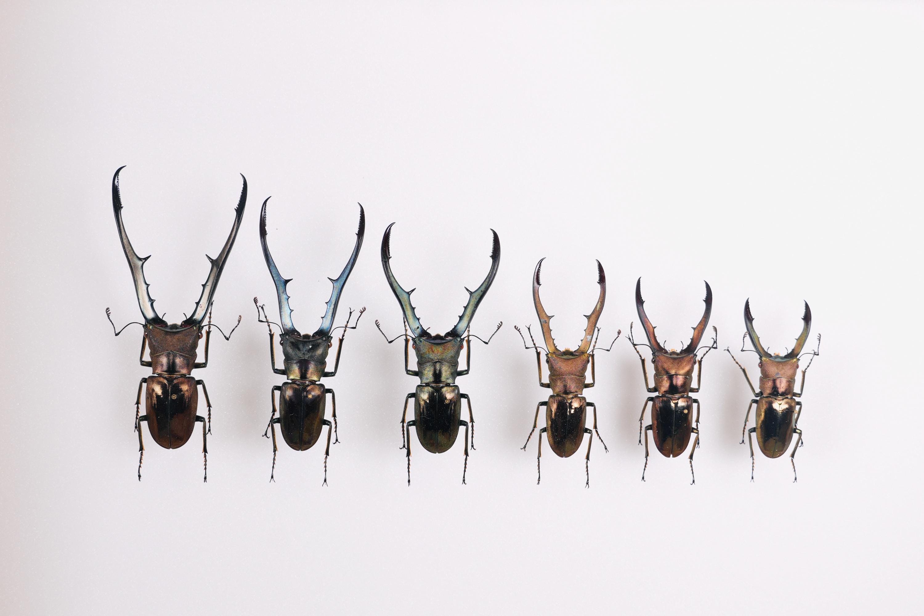Identificazione di un vero cervo volante Cyclommatus metallifer