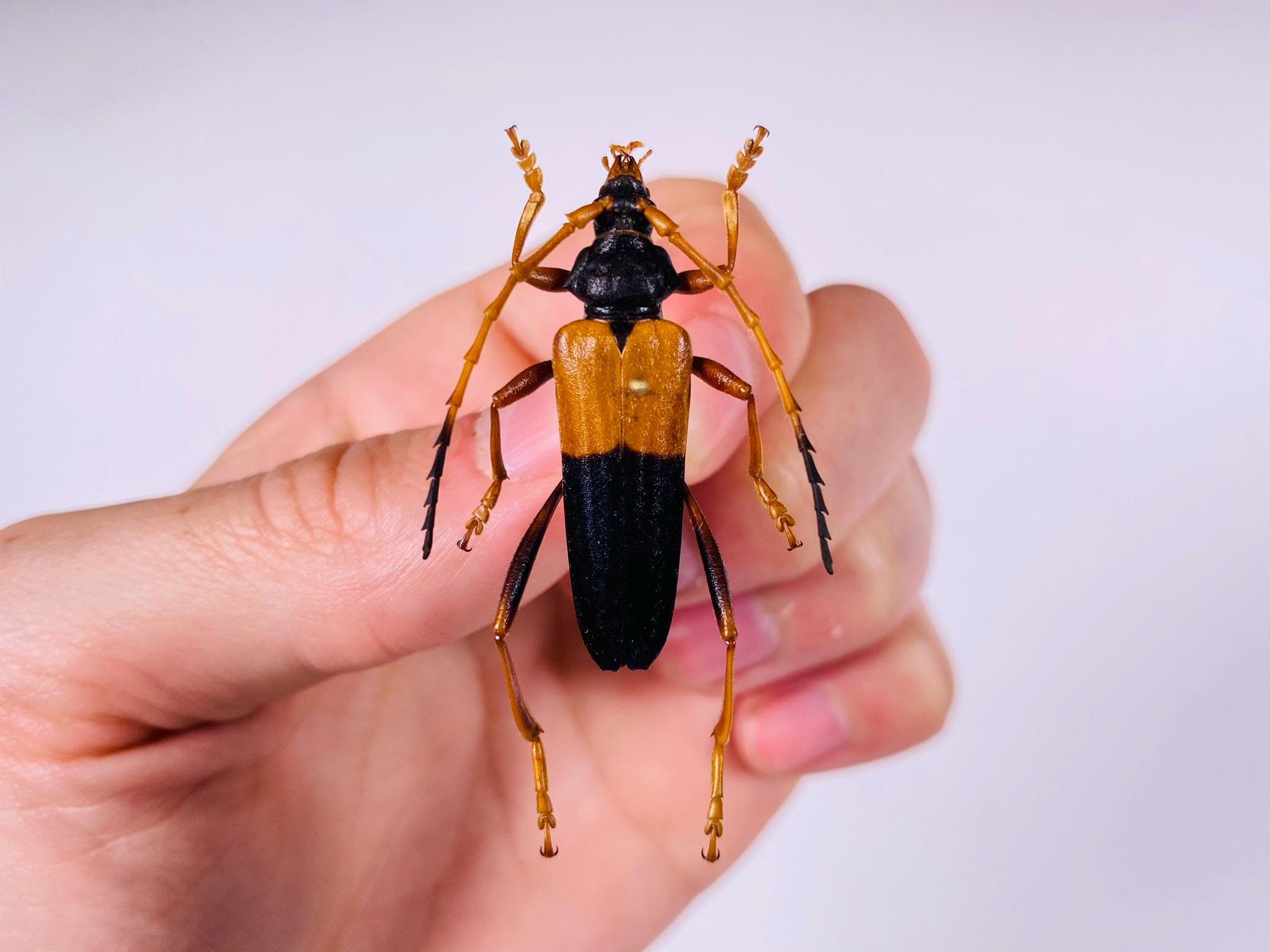 昆虫標本 ボルネオ産 No.526 大型カミキリの一種