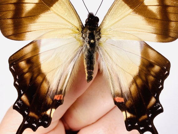 Swallowtail Butterfly Eurytides Serville PE Unmonted for Artwork
