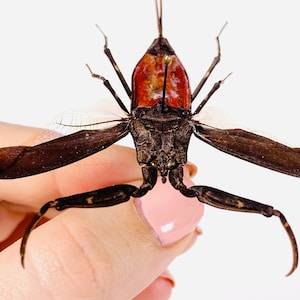 Red Water Scorpion Nepa Rubra Indonesia (ID) - Unmounted for Artwork ...