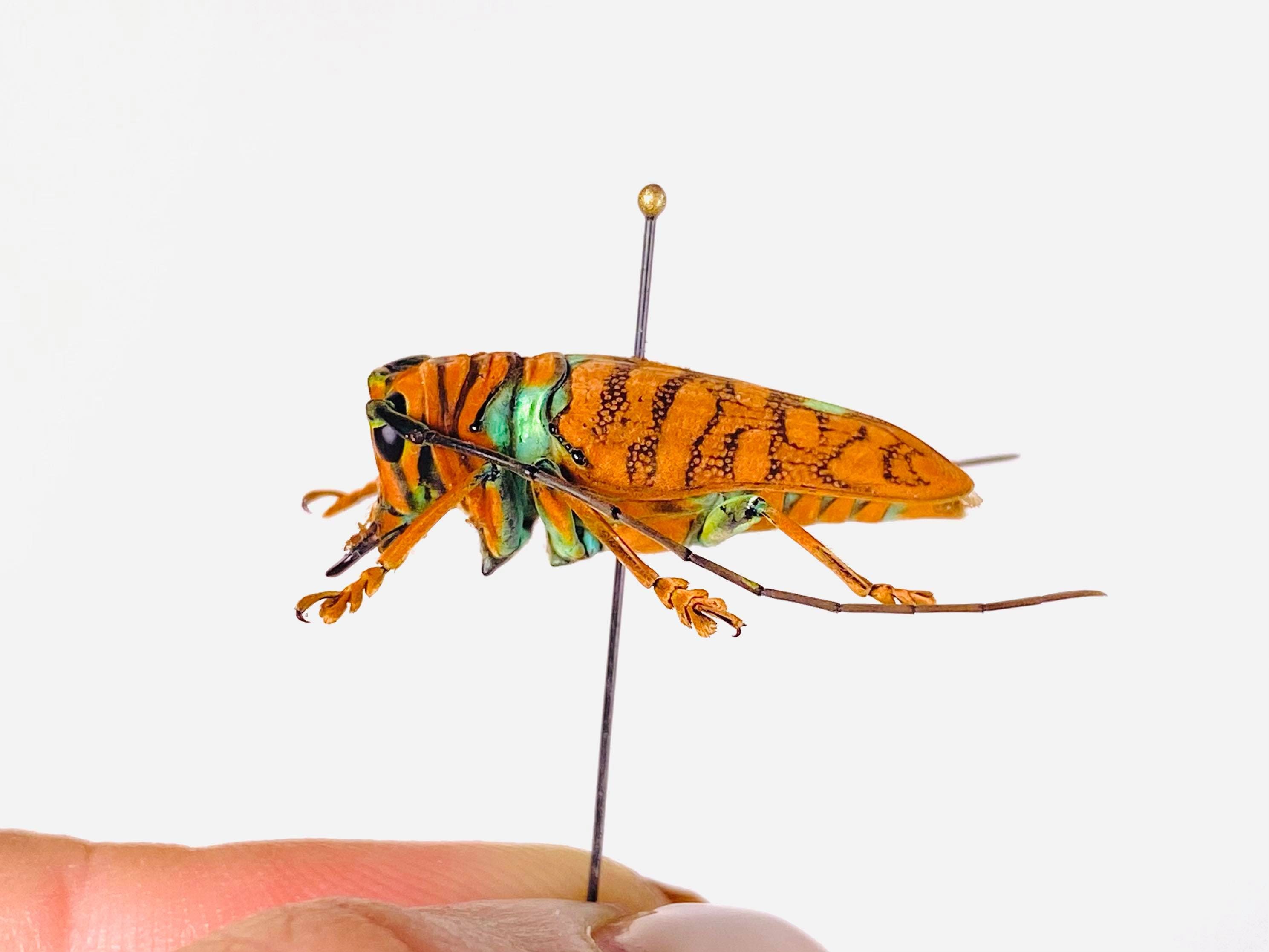 Orange Long Horned African Beetle Sternotomis Chrysopras Uganda