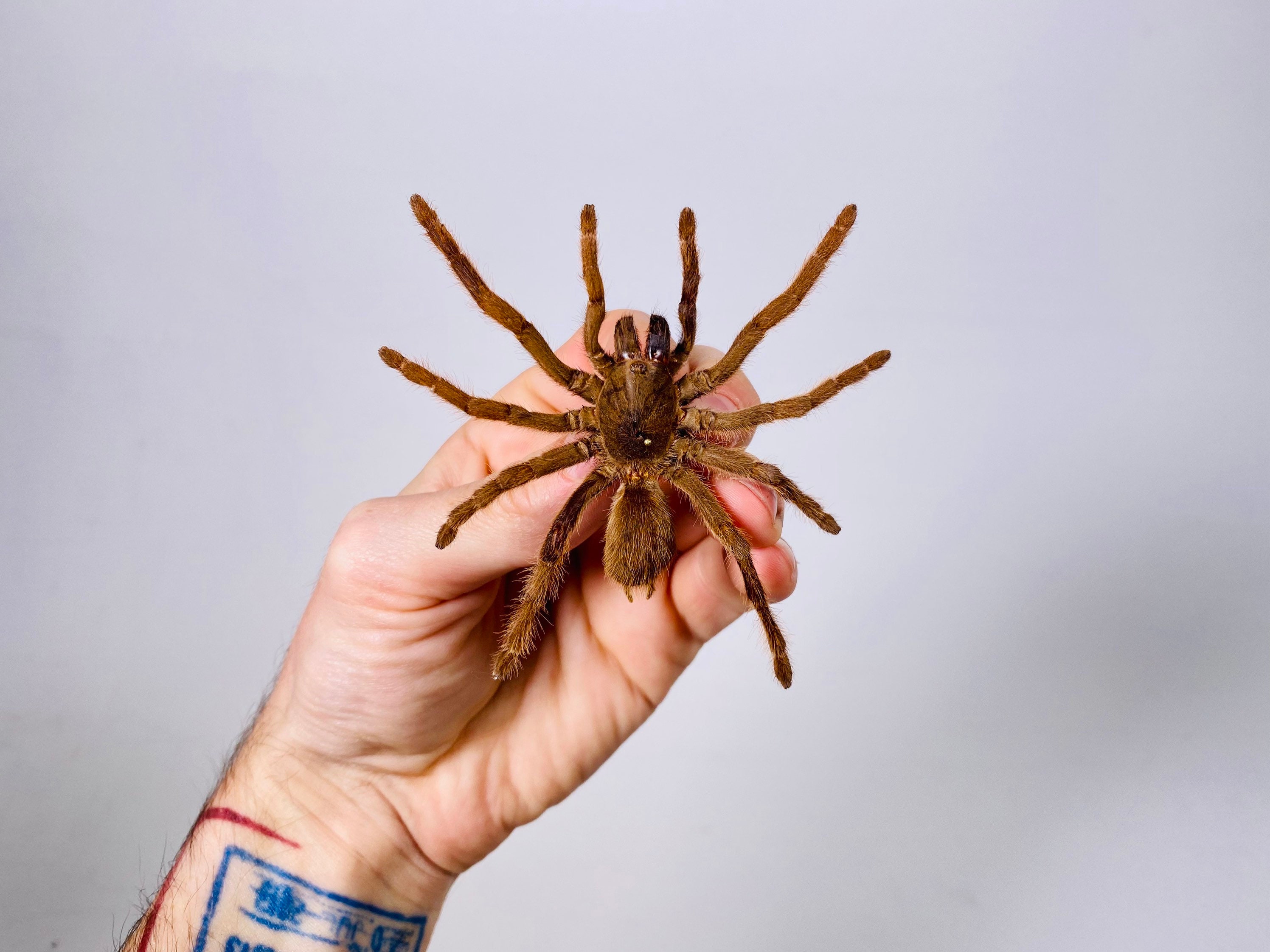 Spider Real Eurypelma Spinicus Spider for Insect Artwork - Etsy Singapore Spider Real Eurypelma Spinicus Spider for Insect Artwork - Etsy Singapore