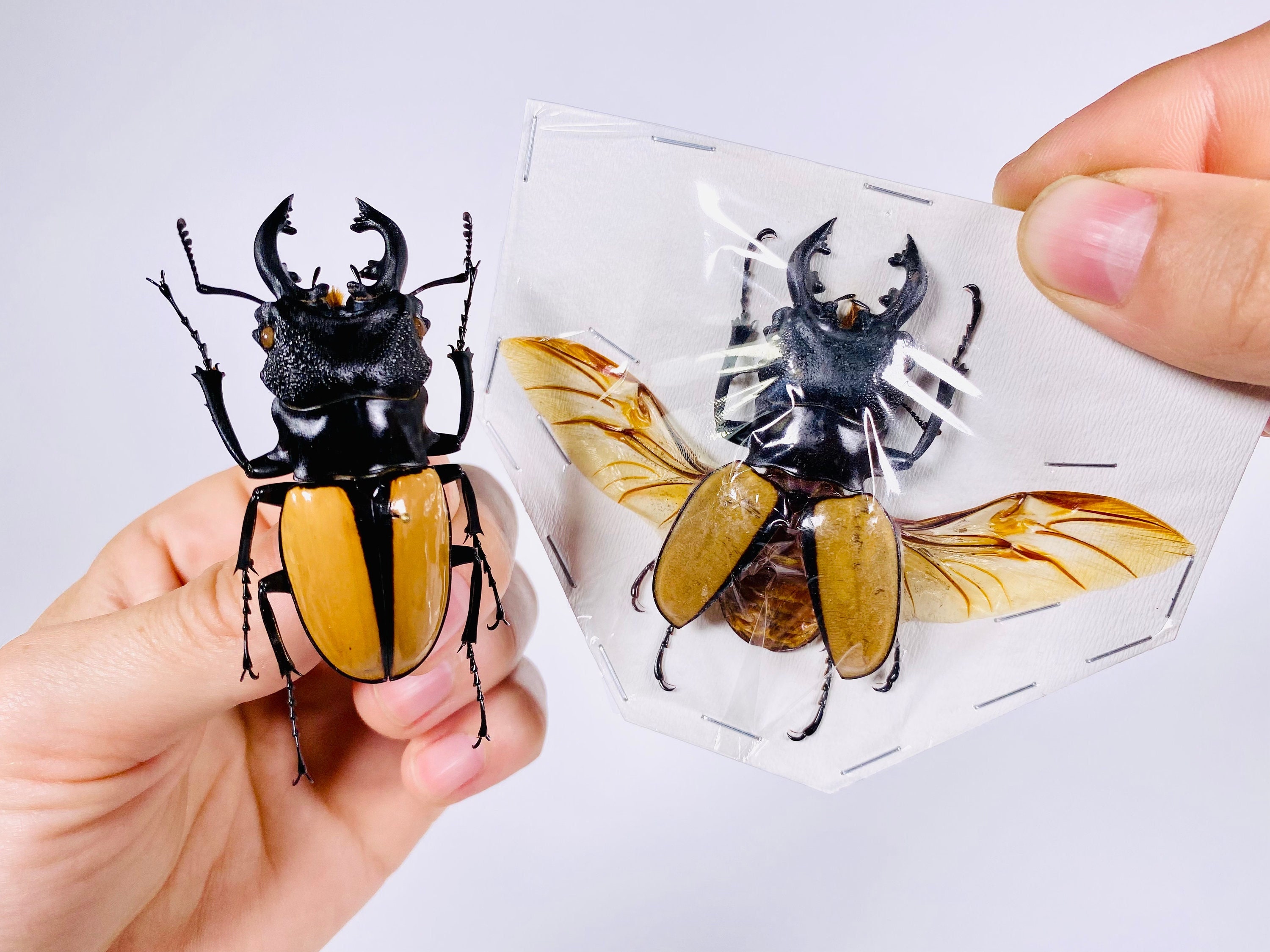 Buy Odontolabis Ludekingi Indonsia (ID) - Real Stag Beetle Insect