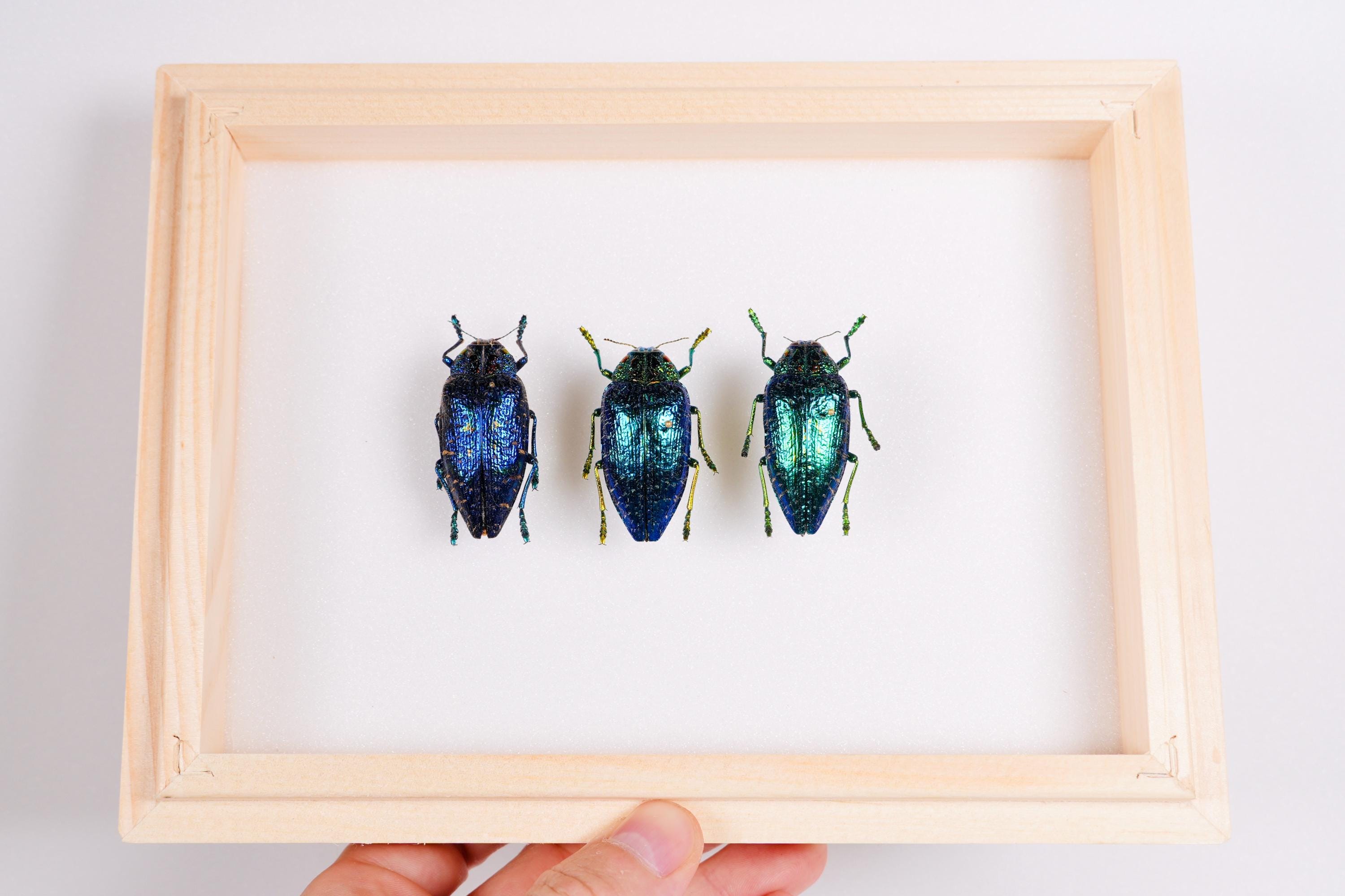 Real Blue Saphire Metallic Gem Jewel Beetle Polybothris Sumptuosa