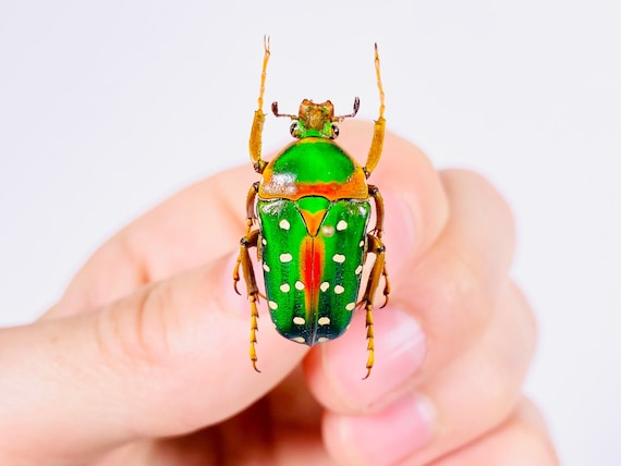 Stephanorrhina Julia Male Cameroon (CM) - Wild Caught - Rainbow