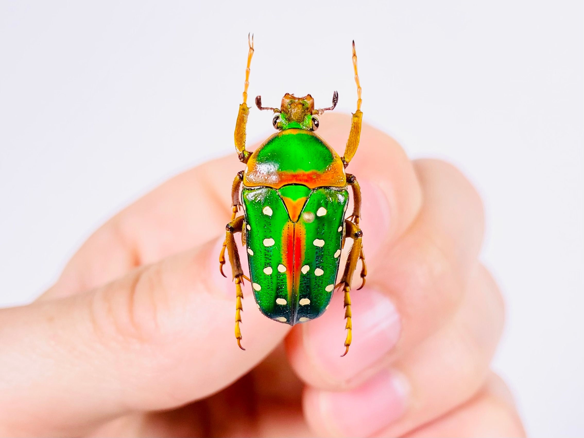 Stephanorrhina Julia Male Cameroon (CM) - Wild Caught - Rainbow