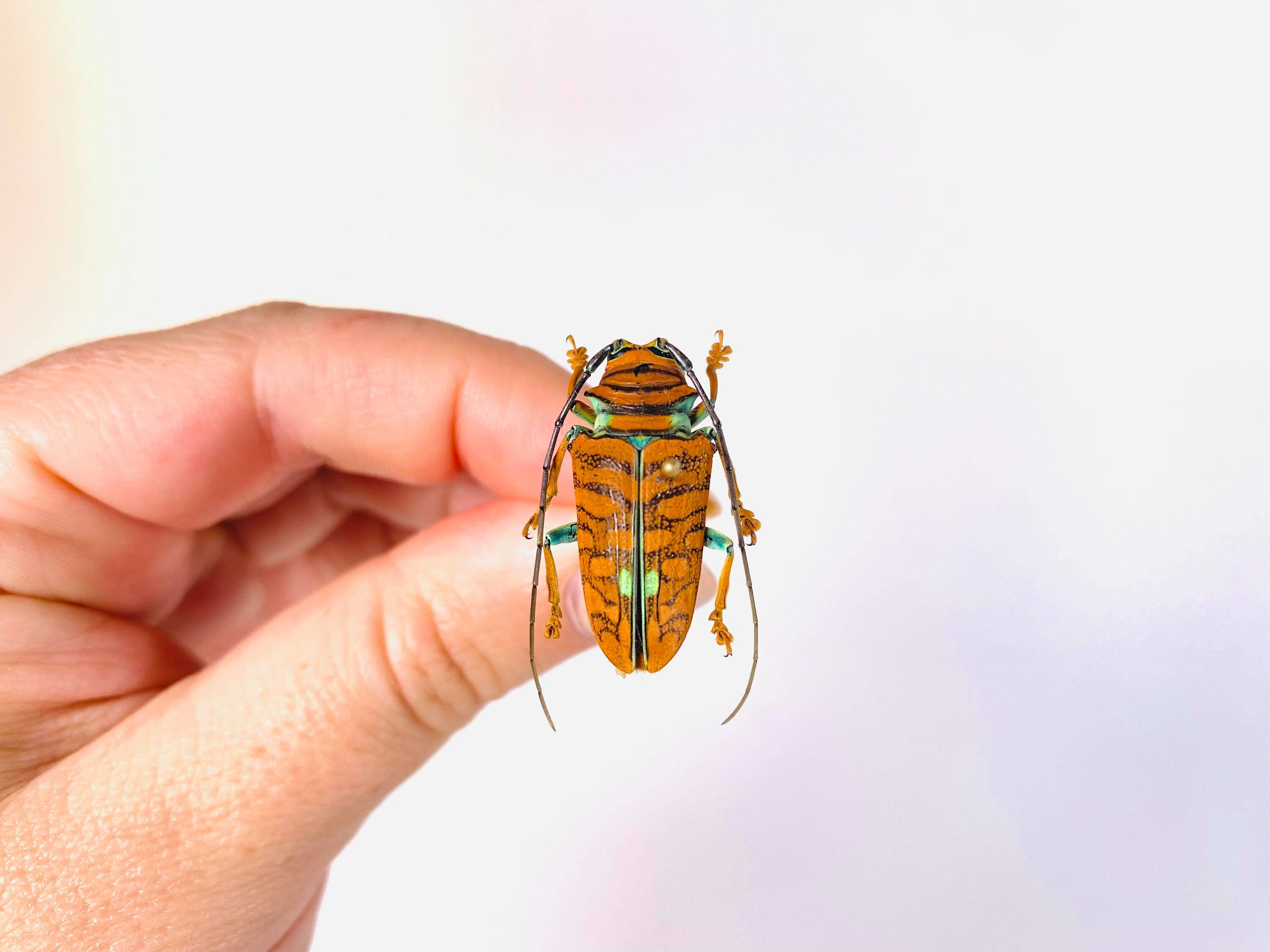 Orange Long Horned African Beetle Sternotomis Chrysopras Uganda