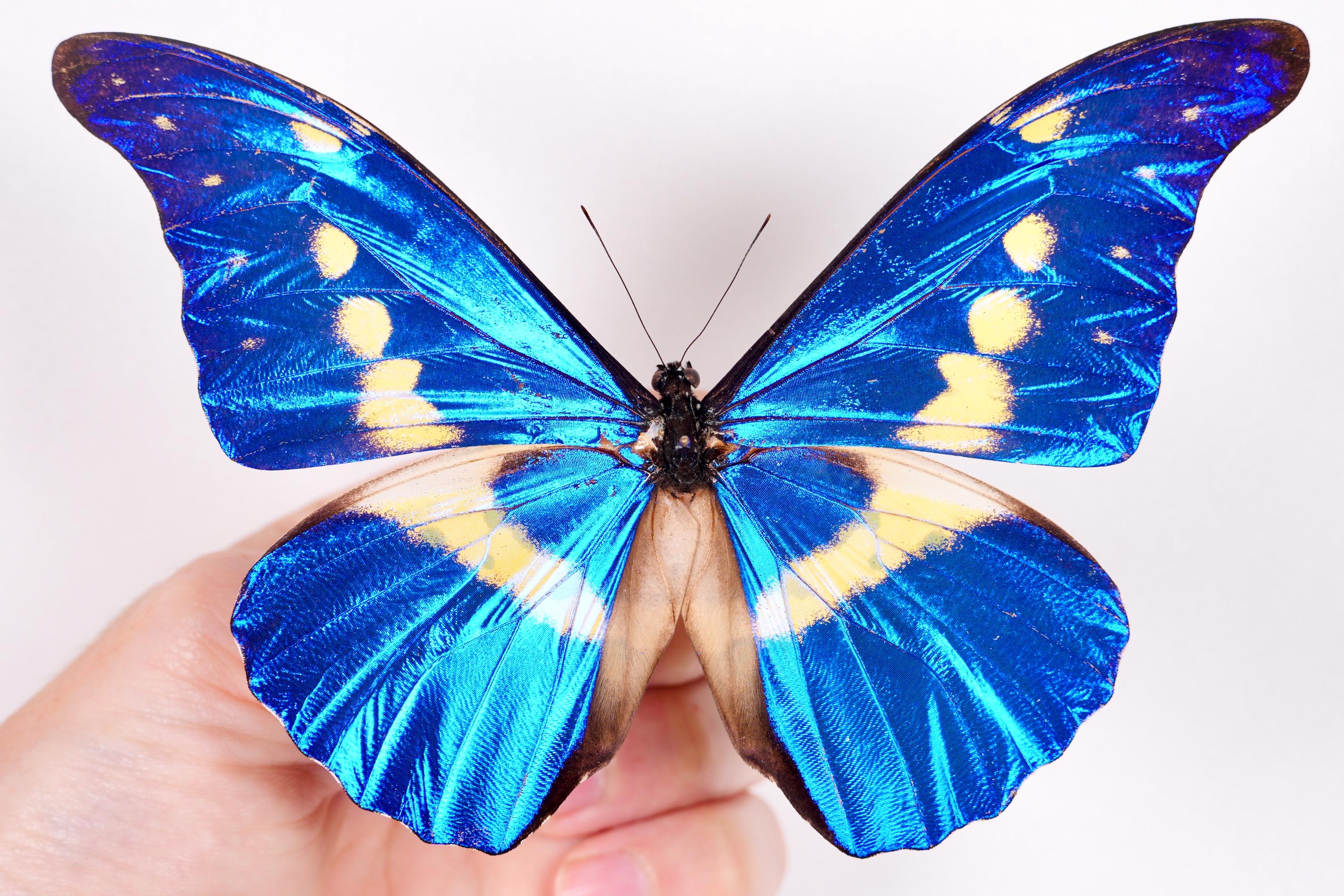 標本 Peru Morpho helena 115mm 標本 Peru Morpho helena 115mm Genuine Morpho Helena