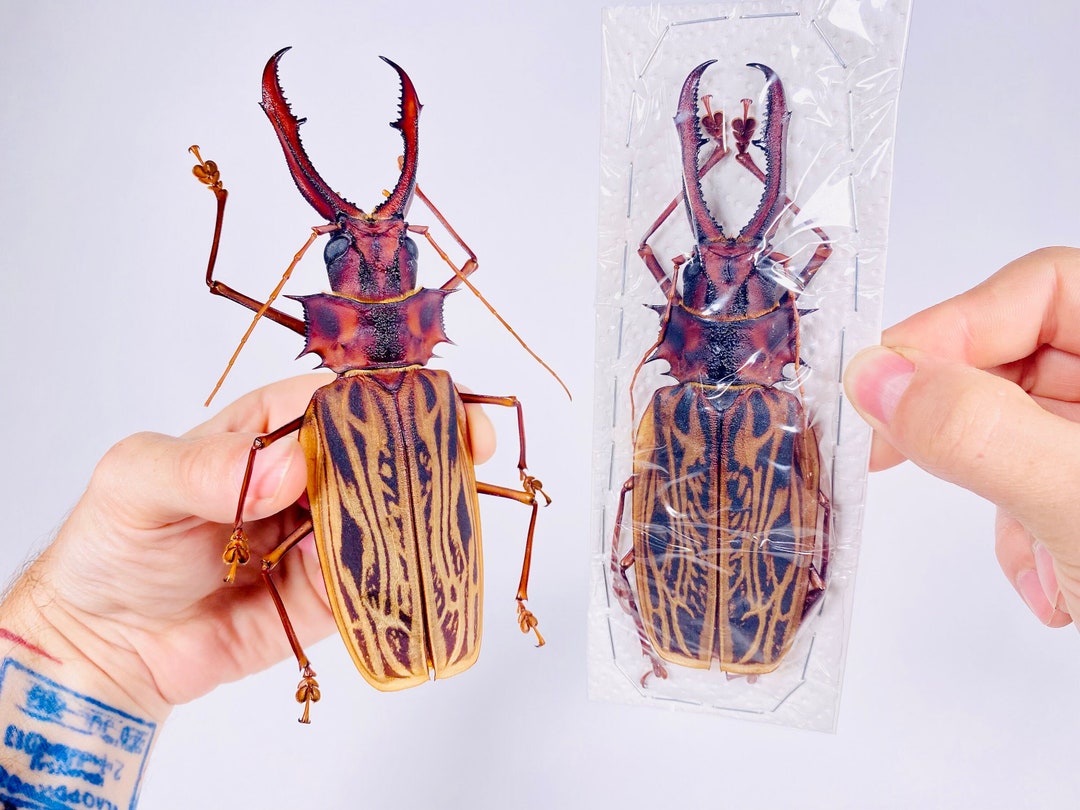 標本 Peru Macrodontia cervicornis 106mm 本物の巨大なサーベルトゥースカミキリ（Macrodontia cervicornis