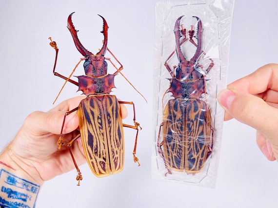 Real Giant Sabertooth Longhorn Beetle Macrodontia Cervicornis