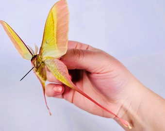 Actias dubernardi まとめて4♂セット Actias Dubernardi - Etsy