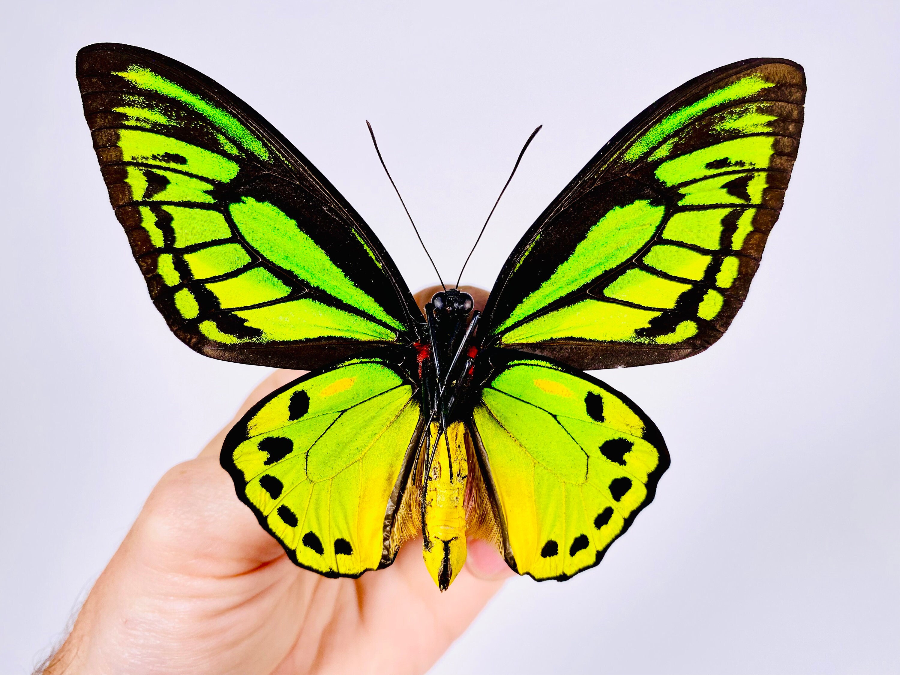 Ornithoptera Priamus Poseidon in Pair Real Birdwing