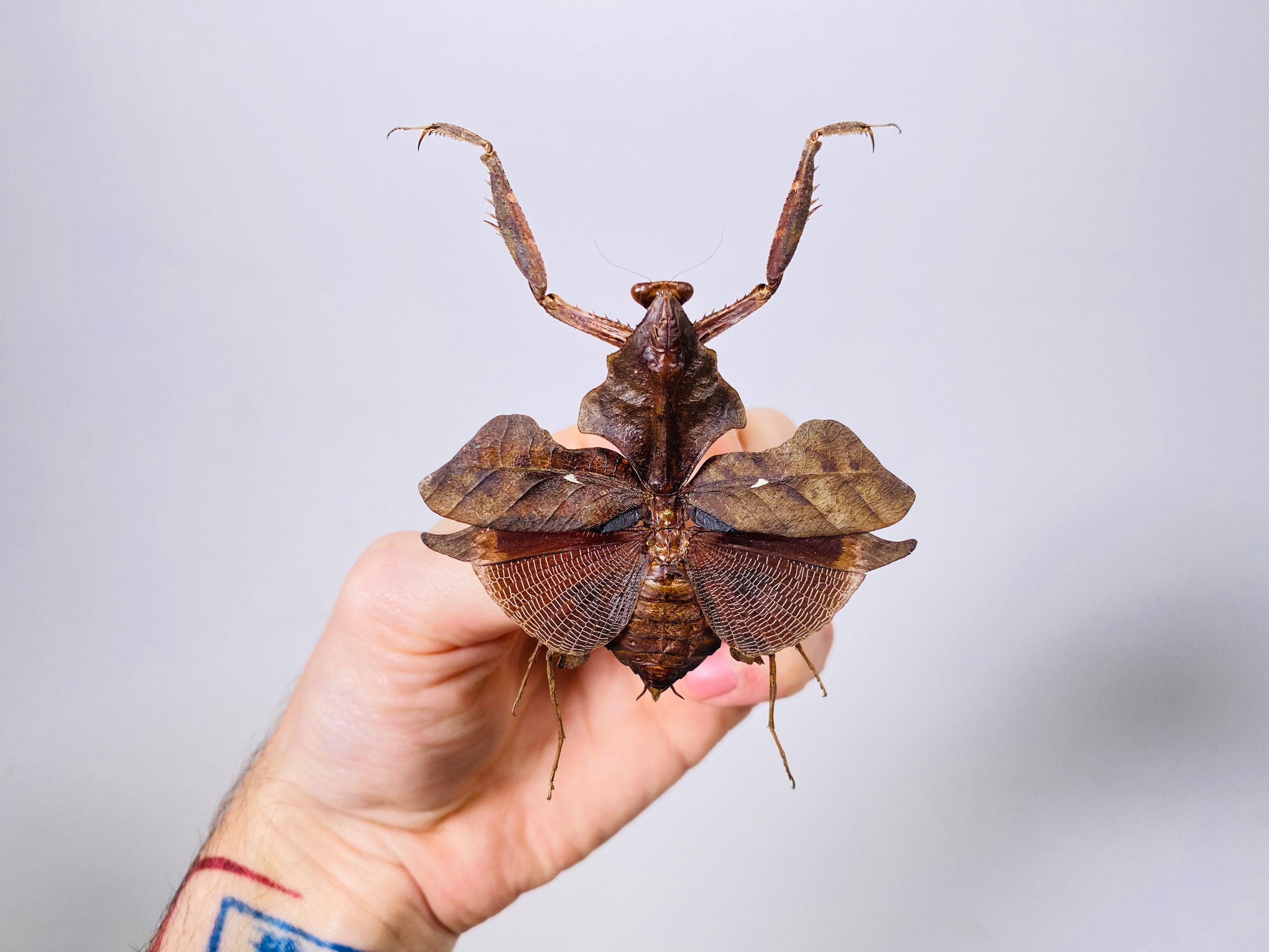 巨大な枯れ葉カマキリ Deroplatys lobata、インドネシア - 昆虫