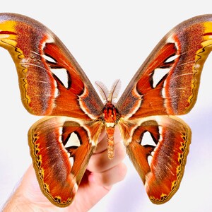 Attacus atlas mâle cobra moth pour les œuvres dart dinsectes, la collection de papillons ou le projet de taxidermie. image 2