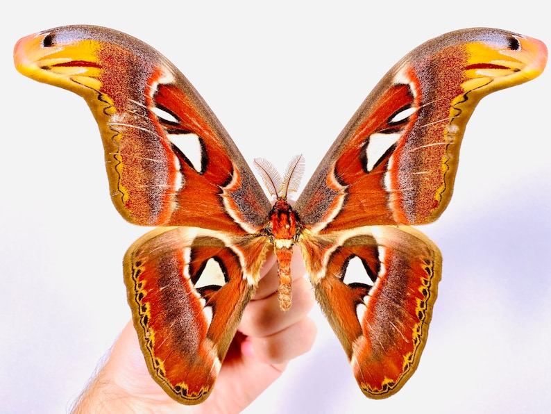 Attacus atlas mâle cobra moth pour les œuvres dart dinsectes, la collection de papillons ou le projet de taxidermie. image 2