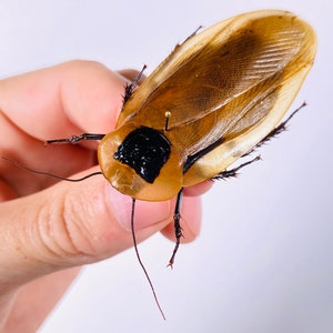 Blaberus giganteus real cockroach with wings for insect artwork, butterflies collection or taxidermy project. image 2