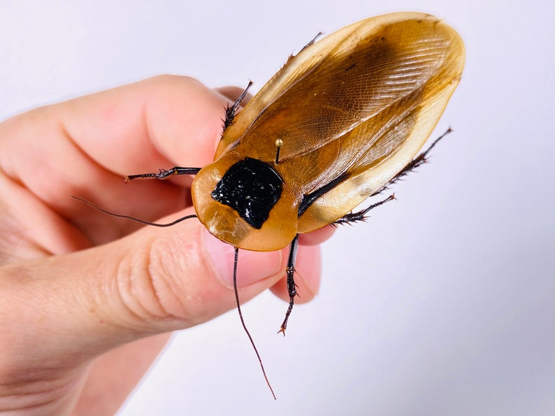 Blaberus giganteus real cockroach with wings for insect artwork, butterflies collection or taxidermy project. image 2