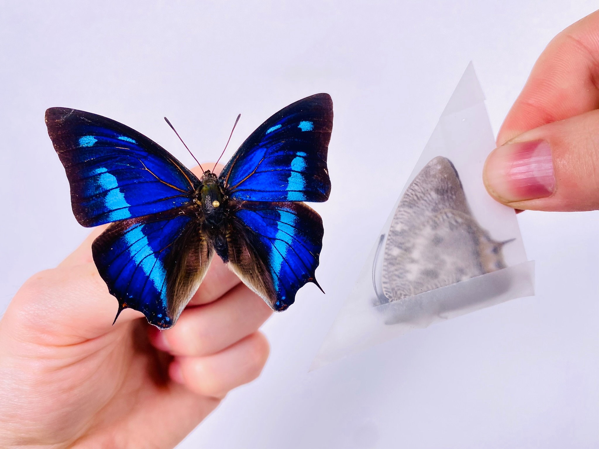 Anaea cyanea Perú (PE) - Capturada en estado salvaje - Mariposa cielo azul  sin montar para proyectos de arte de insectos, colección de mariposas o  taxidermia. - Etsy México, image size:2048x1536