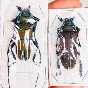 以下が含まれることがあります： 2匹の虹色の青緑色の甲虫が白い厚紙にピン留めされて展示されています。甲虫は長く黒い脚と触角を持っています。