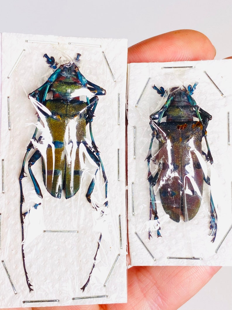 以下が含まれることがあります： 2匹の虹色の青緑色の甲虫が白い厚紙にピン留めされて展示されています。甲虫は長く黒い脚と触角を持っています。