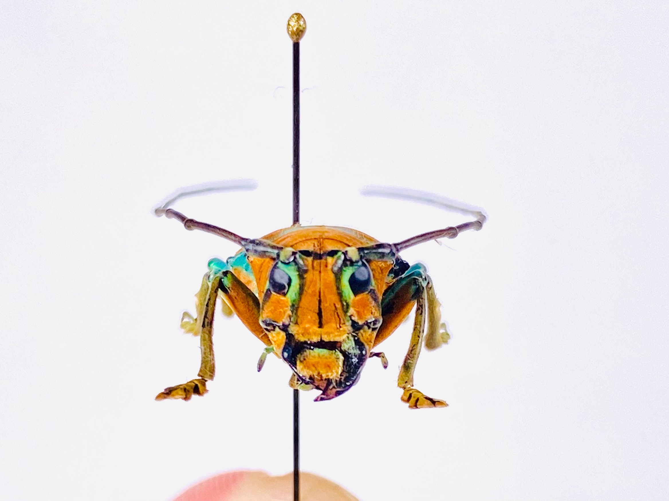 Sternotomis Pulchra Uganda - UG Orange Long Horned African Beetle