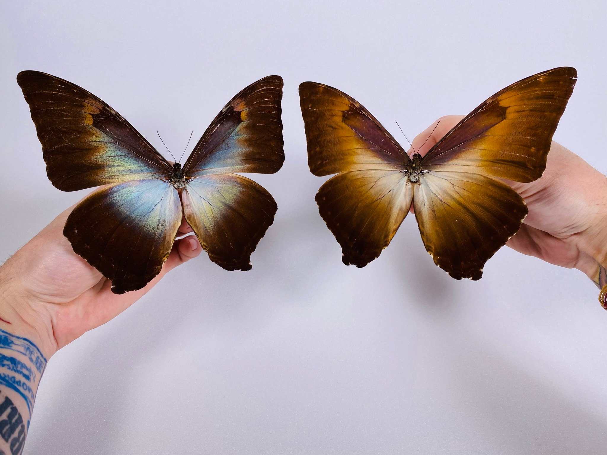 Butterflies of Peru ペルーの蝶類 Vol. 1 ペルーの蝶類 矢崎康幸・有賀俊司