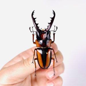 African stag beetle Prosopocoilus savagei Unmonted for artwork, taxidermy project and insect collection. image 2