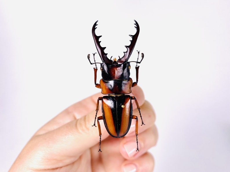 African stag beetle Prosopocoilus savagei Unmonted for artwork, taxidermy project and insect collection. image 2