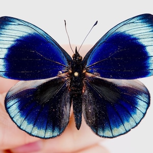 Mariposa real para arte de insectos Asterope philotima, Ejemplar sin montar para proyecto de arte de taxidermia 55-60 mm