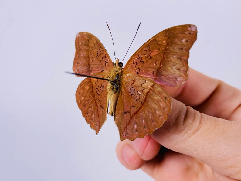 Red velvet Cymothoe sangaris for insect artwork butterflies collection or taxidermy project