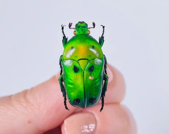 Coléoptères à fleurs vertes Heterorrhina sexmaculata Unmounted for artwork taxidermy art project insect collection