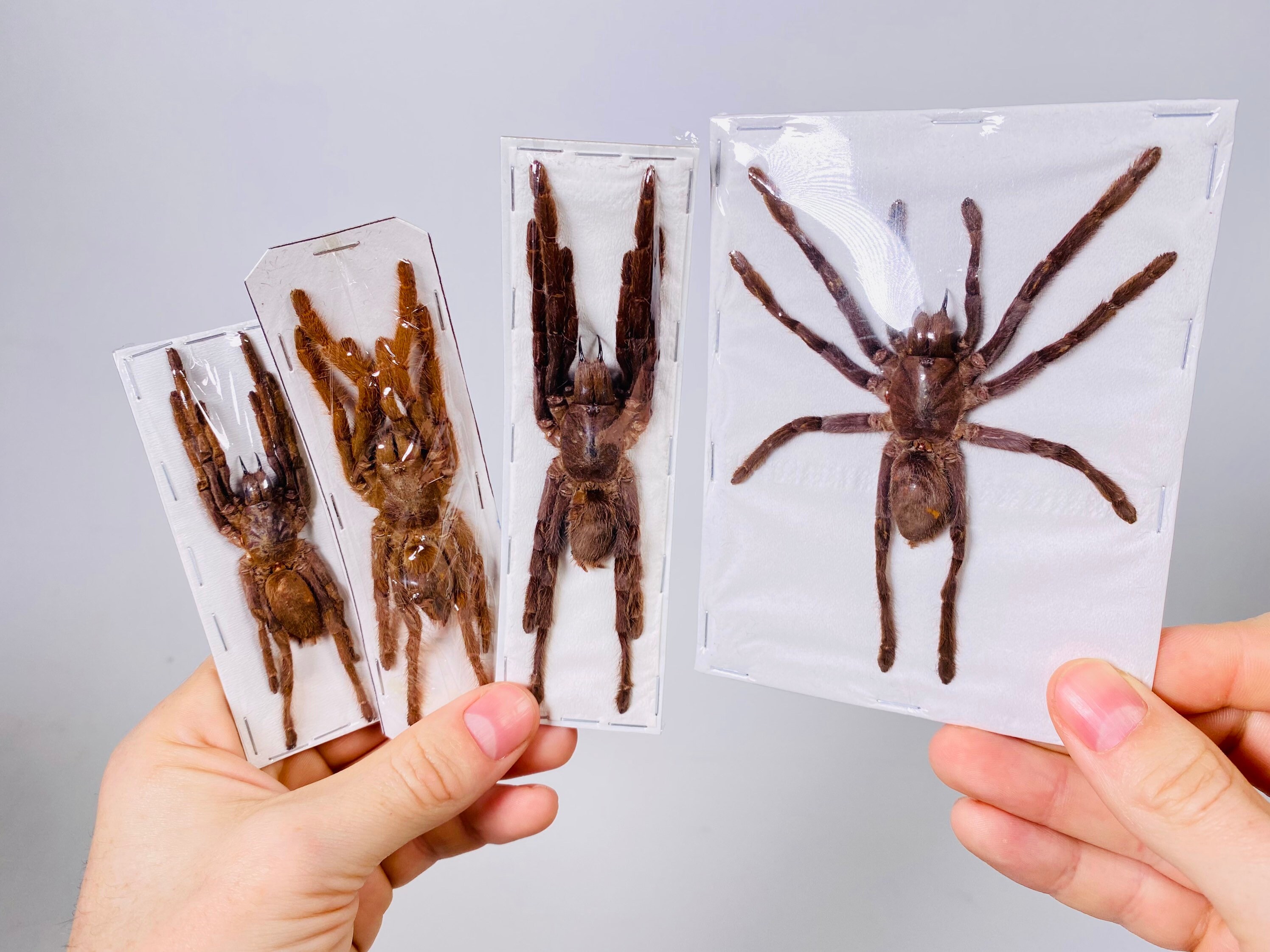 ●大型クモ（Eurypelma spincrus＆サソリ標本 額装昆虫生物展示 ○大型クモ（Eurypelma spincrus＆サソリ標本 額装昆虫生物展示
