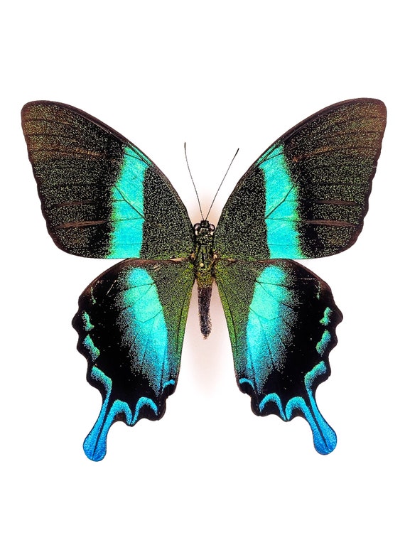 Papilio blumei,UNMOUNTED butterfly Papilio blumei,UNMOUNTED butterfly