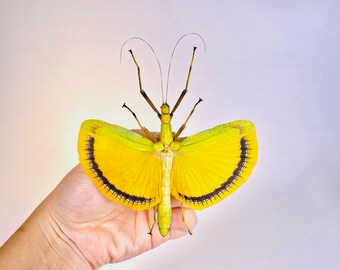 巨大なナナフシ（黄色の羽根を持つ大きな雌）Tagesoidea nigrofasciata