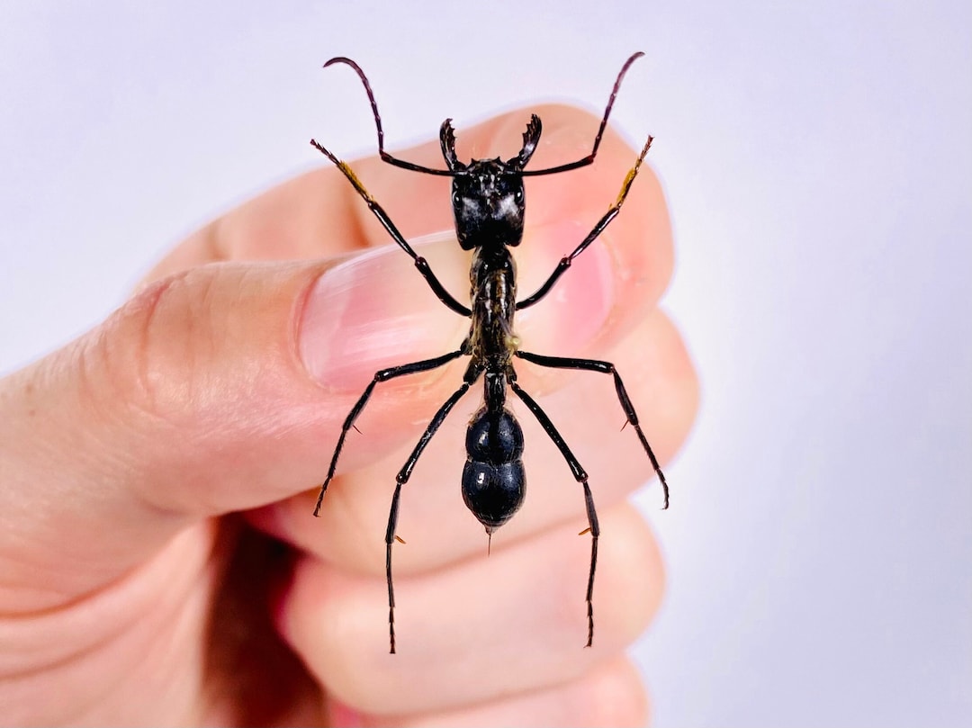 Dinoponera grandis 巨大アマゾンアリ昆虫、剥製アートプロジェクト用